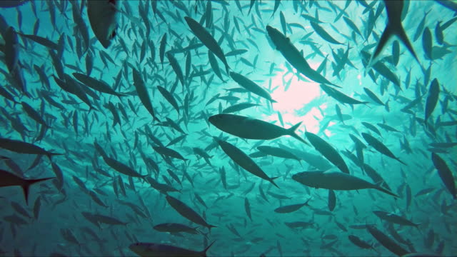 Fusiliers and mackerels in big numbers swim through the light-flooded ocean. The fusiliers are a family of fishes in the order Perciformes. They are related to the snappers, but adapted for feeding on plankton, rather than on larger prey. They are found at reefs in the Indo-Pacific. Their upper jaws are extensible, and adapted for picking plankton.